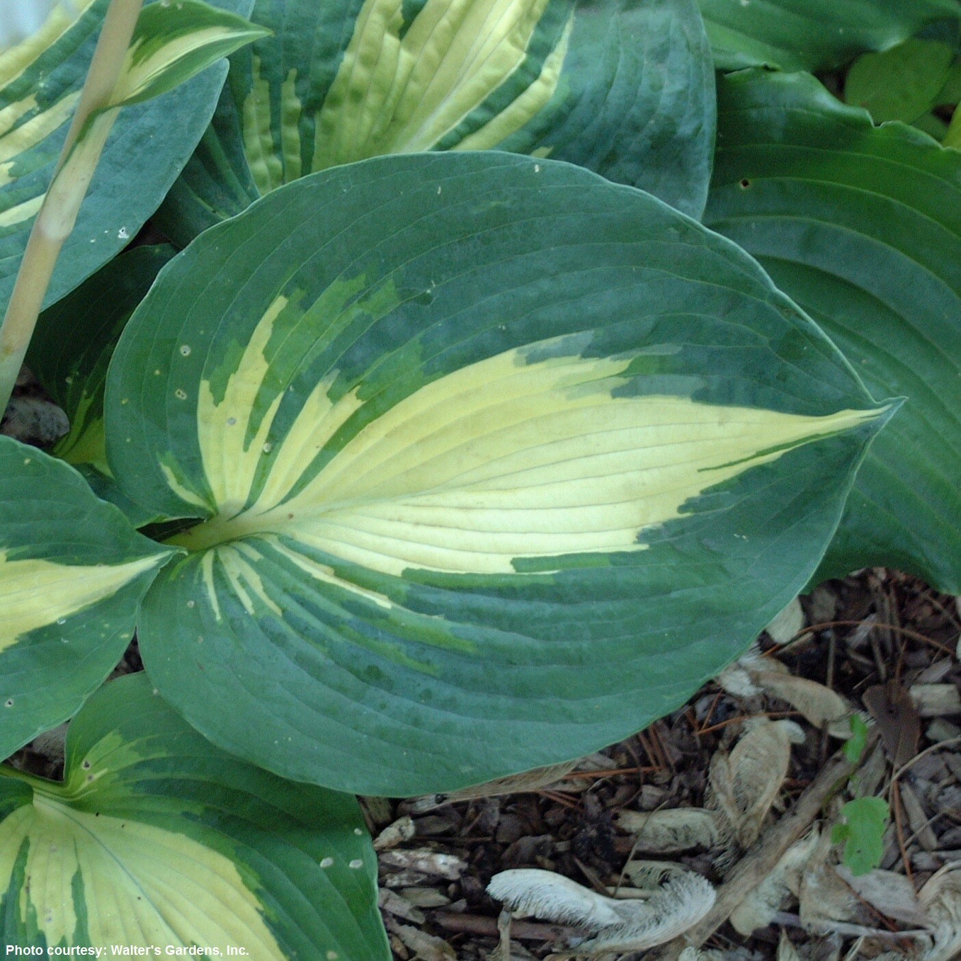 hosta DREAM WEAVER medium thick disease-free 2.5" pot = 1 Live Potted Plant gallery