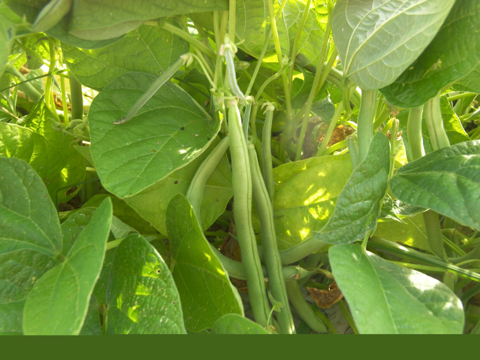 Beans, Blue Lake FM - 1K Stringless Pole , 150 Non-Gmo, Heirloom, Amish Seeds. gallery