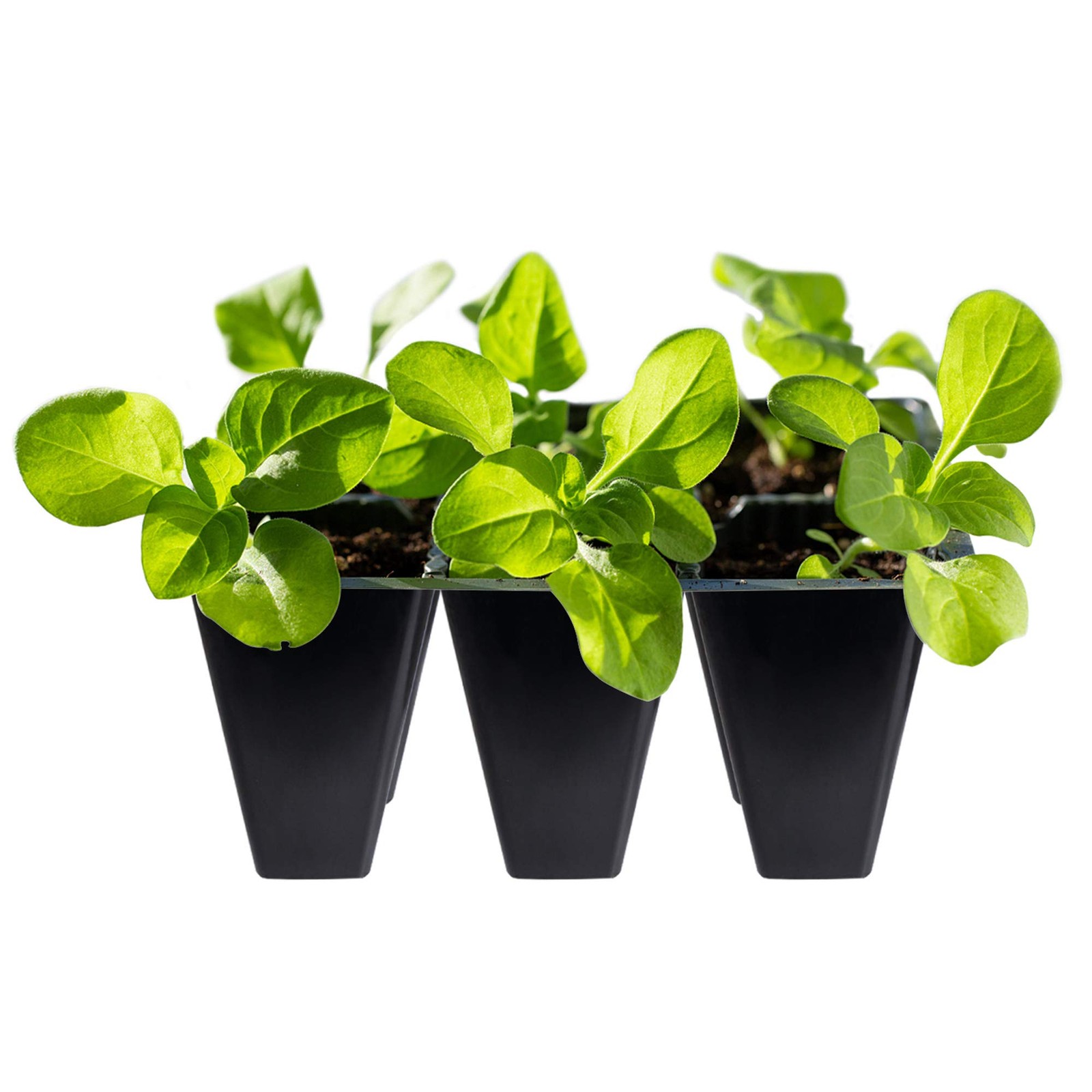 30 Pack 6-Cell Seed Starting Tray for Seedlings, Plant Starter Trays with New gallery