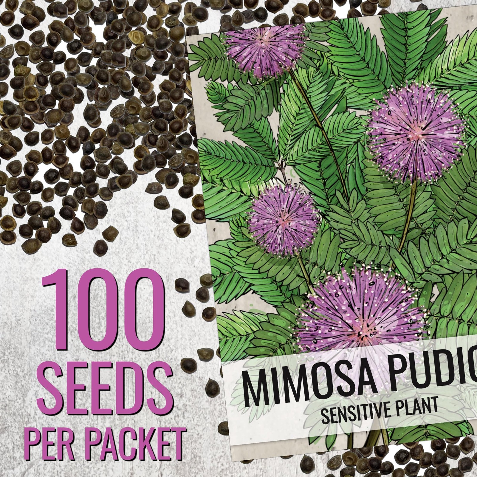 Sensitive Plant Seeds for Planting Mimosa pudica Heirloom & Open Pollinated ... gallery