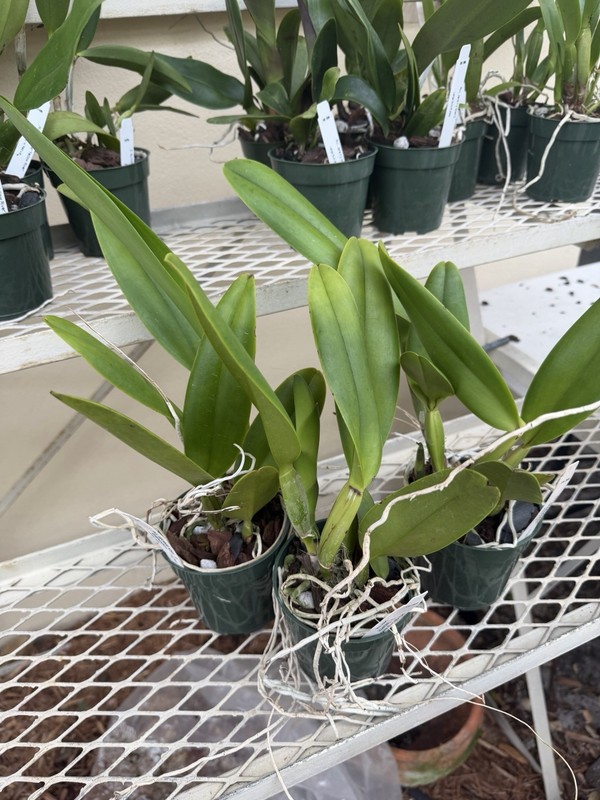 Blc George King 'Serendipity’ Cattleya Orchid Plant 4” gallery