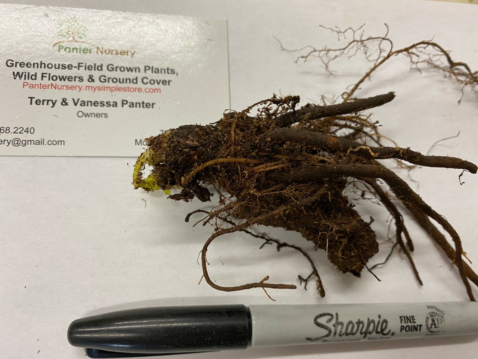 CELANDINE POPPY 5 bulb (Stylophorum eiphyllym gallery