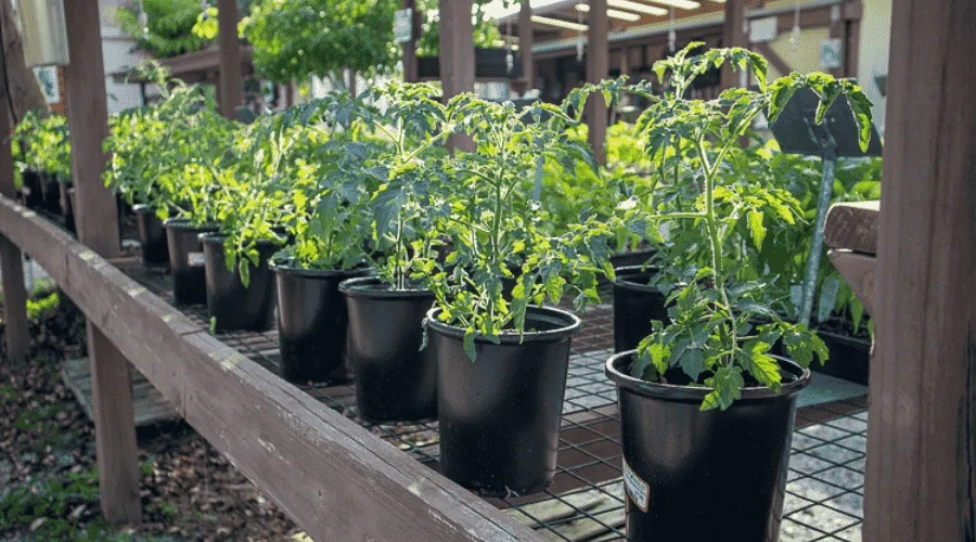 40 Everglades Tomato Seeds Rare Florida Wild Tomato Heirloom Garden Seed (sweet) gallery