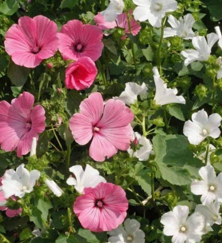 150+ Tree Mallow Seeds **Fresh Seeds** ~~Free Shipping~~ gallery