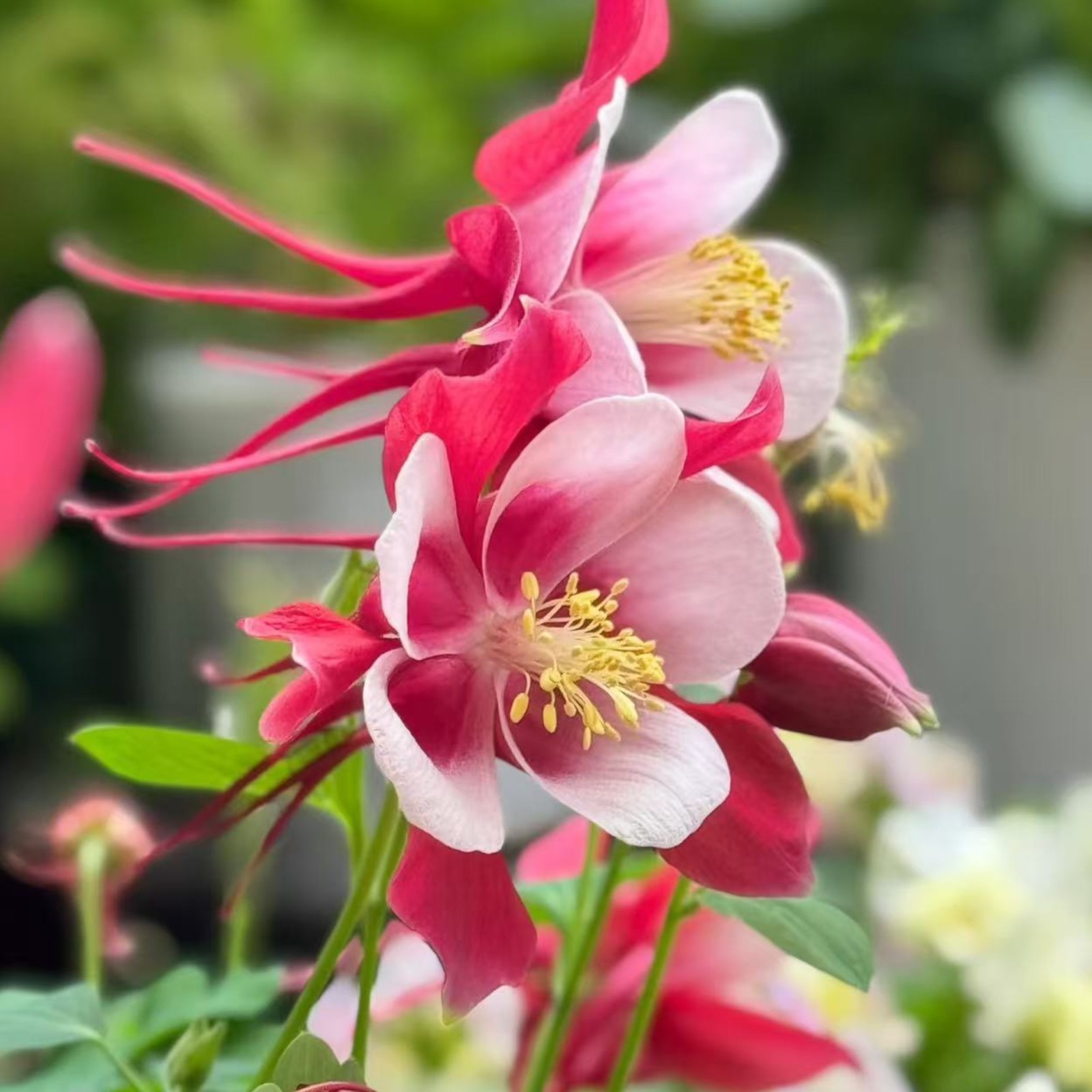 1000 Red & White Columbine Seeds – Striking Bicolor Blooms for Perennial Gardens gallery