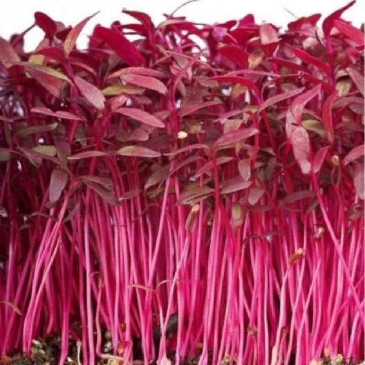 Amaranth RED GARNET Microgreens & Grains Edible upto 10' TALL Non-GMO 1000 Seeds gallery
