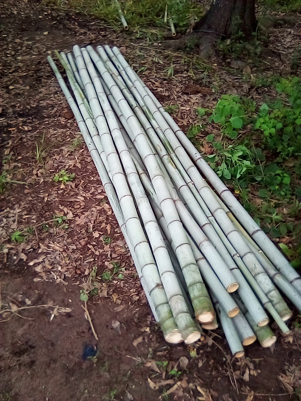 1 GIANT BAMBOO PLANT RHIZOME gallery