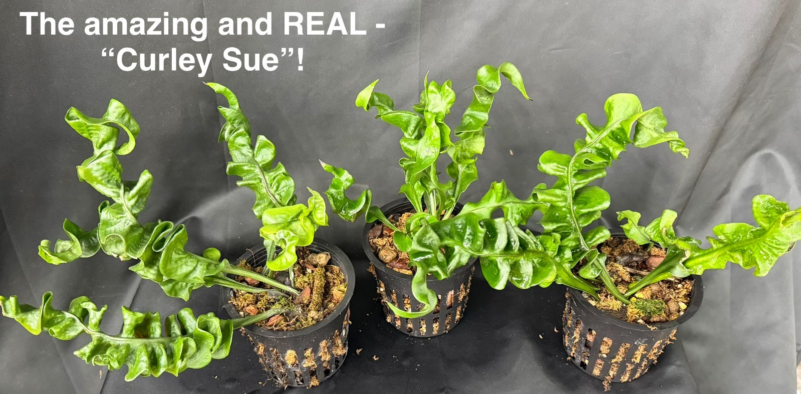 MICROSORUM CURLEY SUE!- not staghorn platycerium fern tropical - CRAZY RARE! gallery