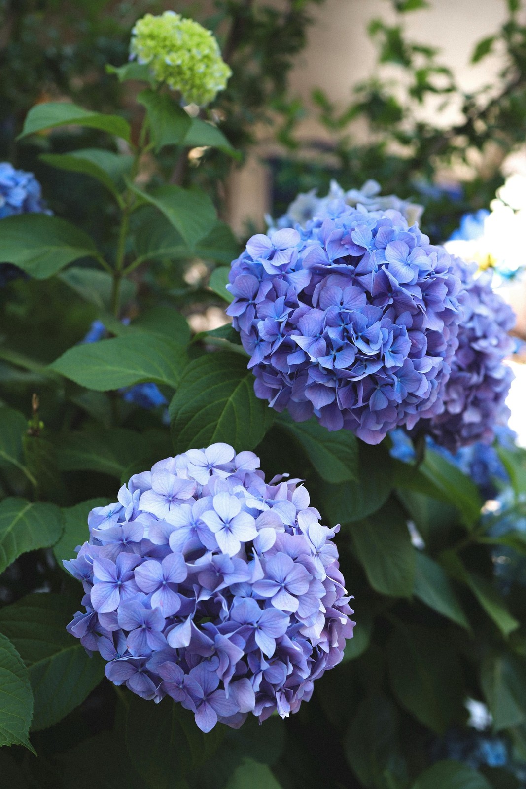 All Summer Beauty Bigleaf Hydrangea gallery
