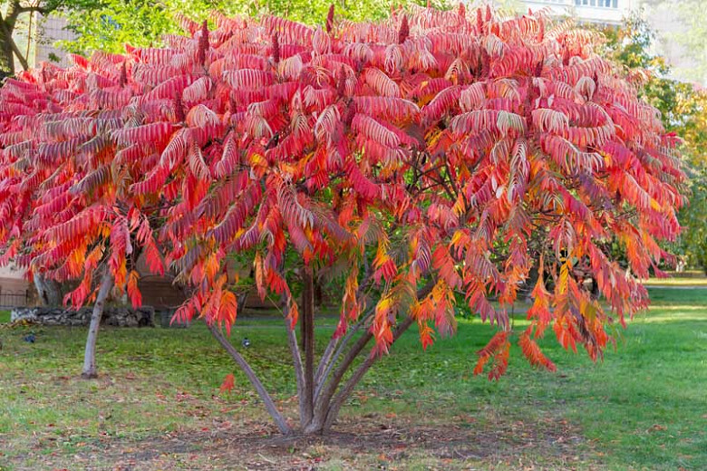 STAGHORN SUMAC Rhus Typhina - 50 SEEDS gallery
