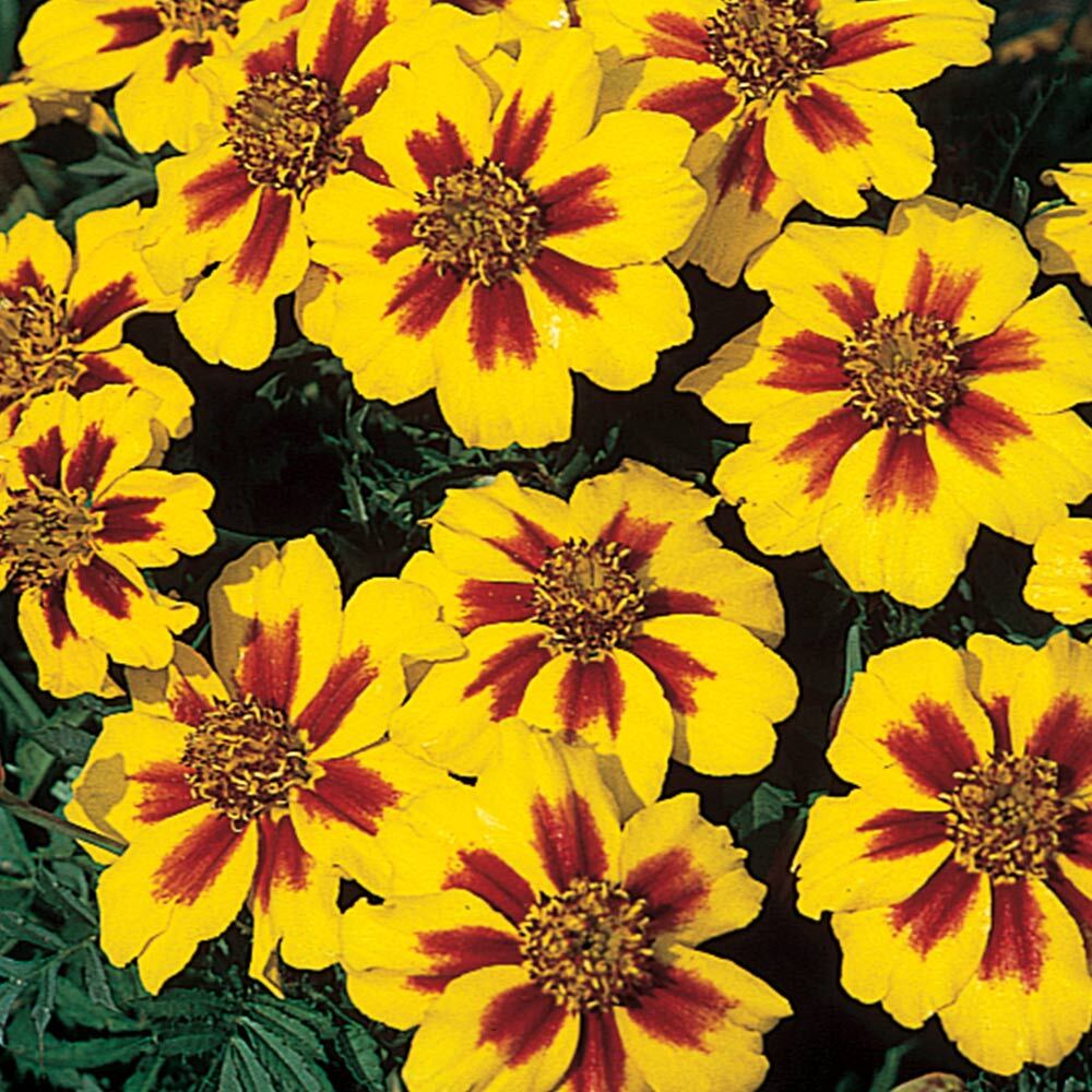 French Marigold Naughty Marrietta Seeds, Dwarf Compact, FREE SHIPPING gallery