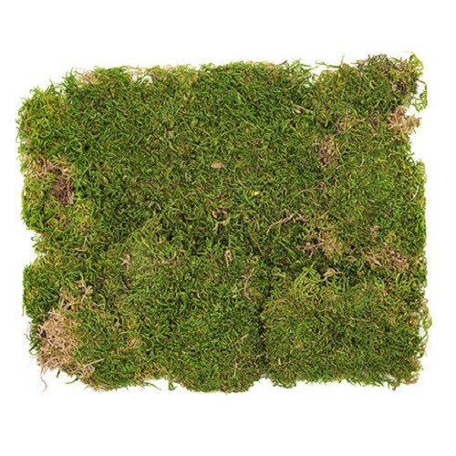 Supermoss Preserved Sheet Moss - 2 oz GO 16344 Fairy Garden Craft gallery
