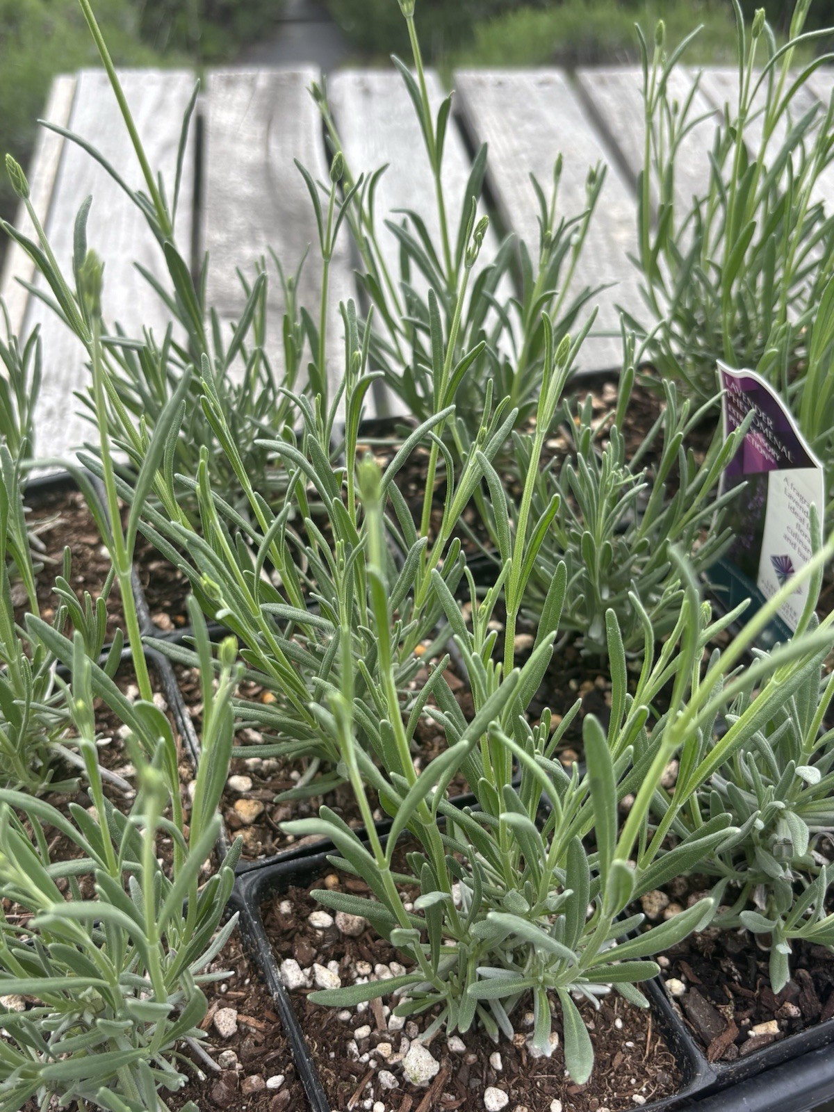 Phenomenal lavender plant live|4 Inch| Sequim WA Grown | gallery