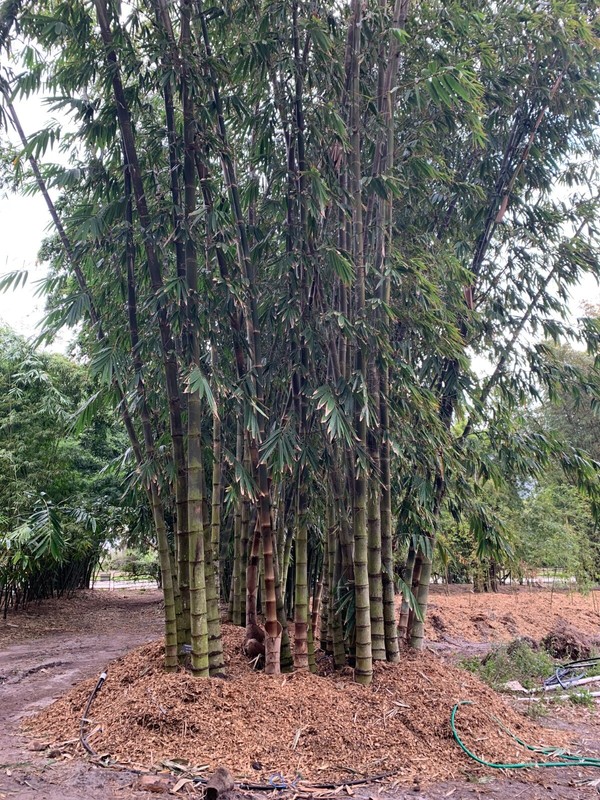 Asper Bamboo- Dendrocalamus asper **NON-INVASIVE, CLUMPING** gallery
