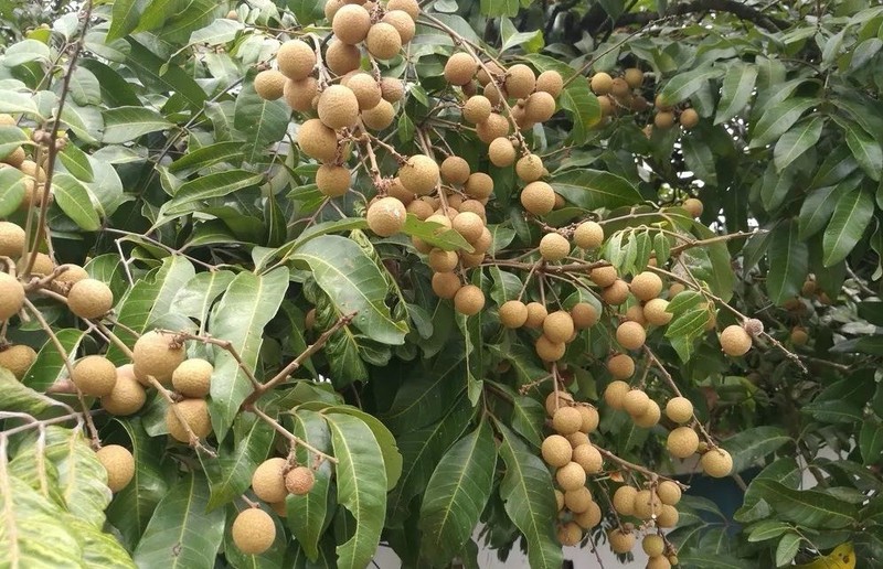 Florida Longan Tree 6” With Pot Dimocarpus Dragon Eye Tropical Live Plant gallery