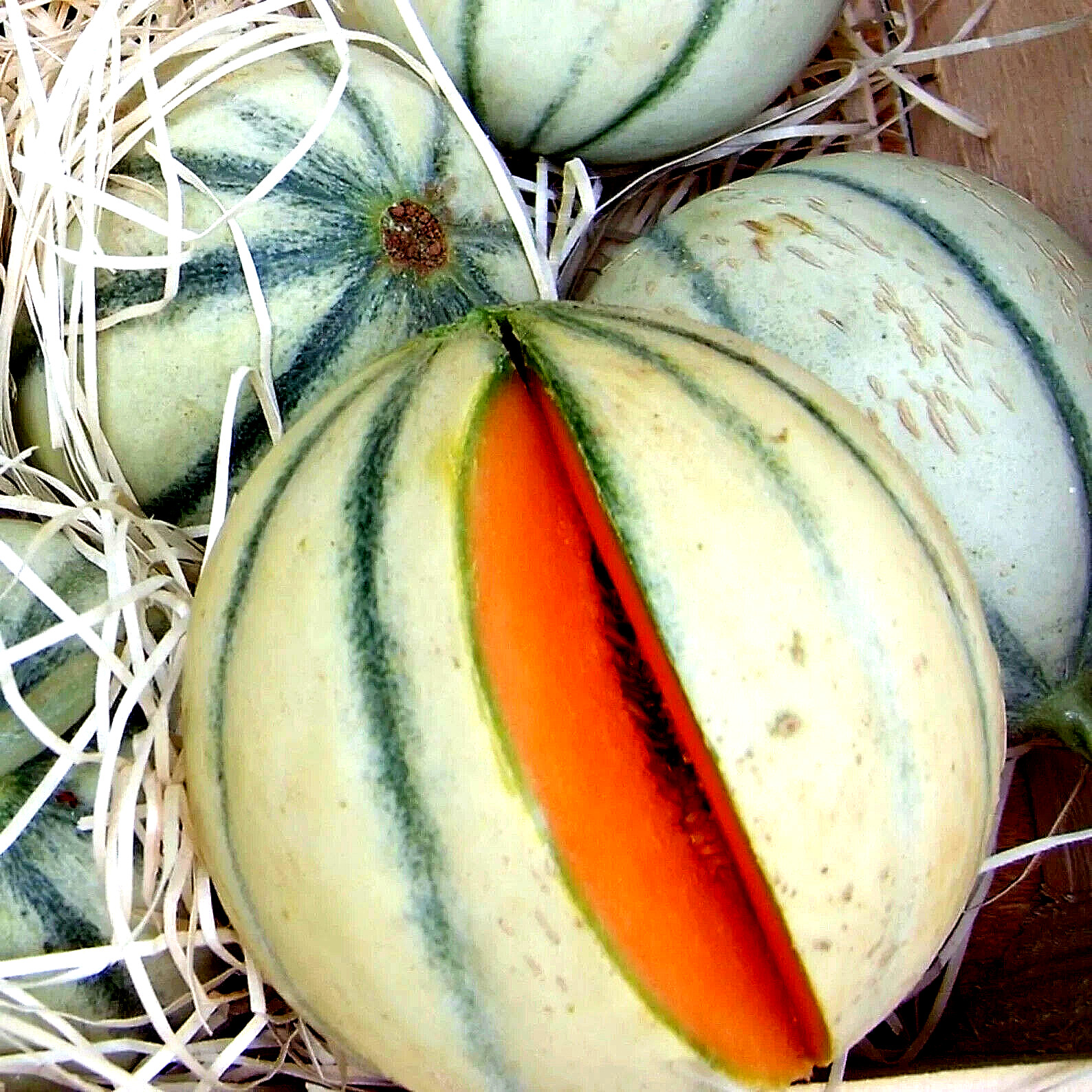 CHARENTAIS MELON FRUIT RARE FRENCH CANTALOUPE SWEET HEIRLOOM NON-GMO 20+ SEEDS gallery