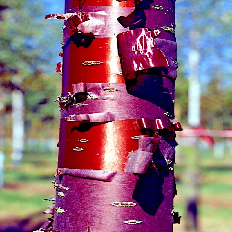 Tibetan Paper Birchbark Cherry Tree Seeds Prunus serrula Hardy Shiny Bark Plant gallery
