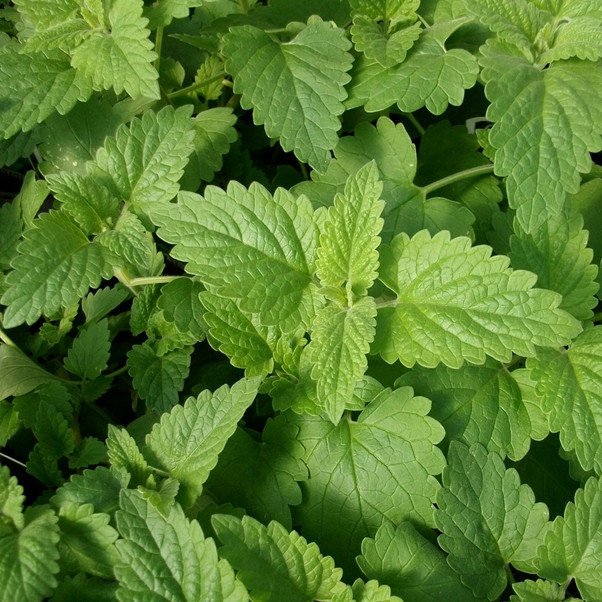 Catnip Seeds | 2,000 Seeds | Heirloom - Non-GMO | Free Shipping | 1164 gallery