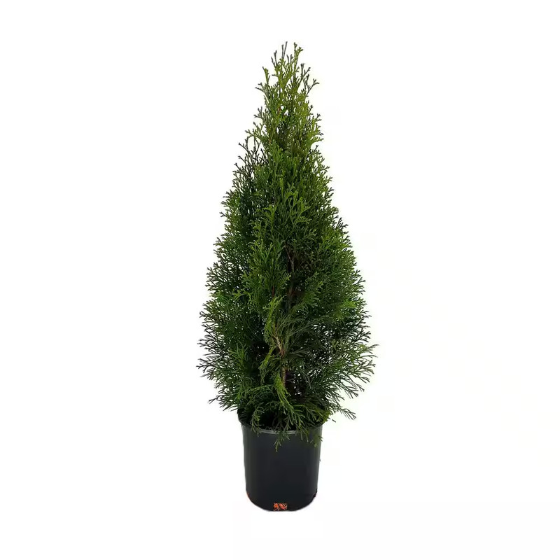2.5 QT. - Emerald Green Arborvitae (Thuja) Live Evergreen Shrub, Green Foliage # gallery