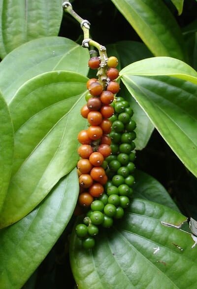 Ceylon Black Pepper Whole Peppercorns Pure Organic 100% Quality Sri Lanka gallery