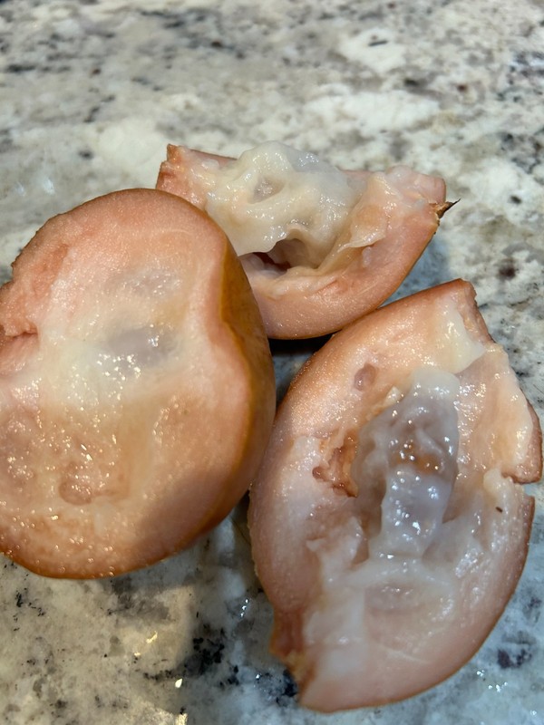 Santol tree- 3 fresh seeds gallery