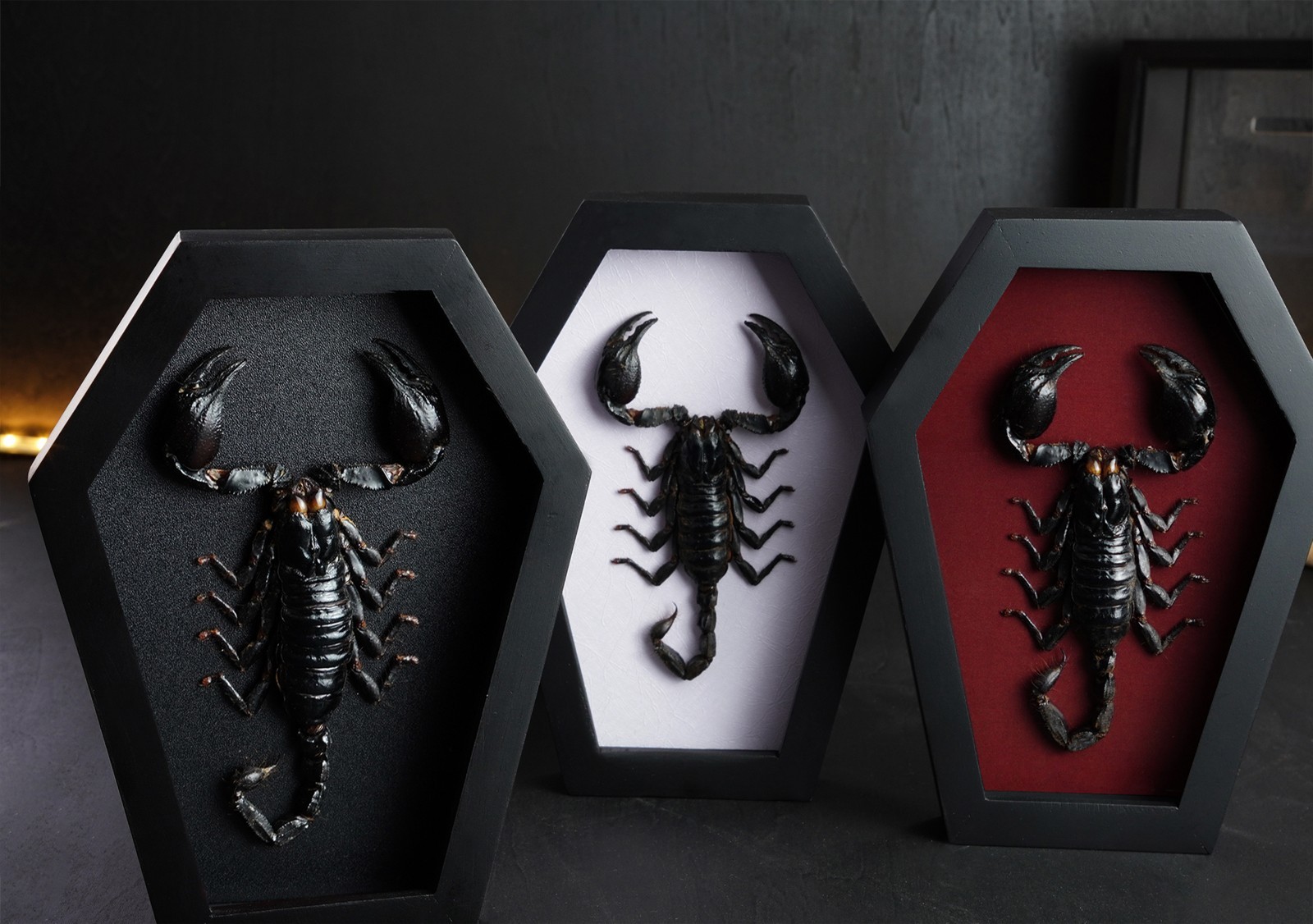 Scorpion Gift Frame Real Scorpion Taxidermy Insect Gothic Home Decor Ideas gallery