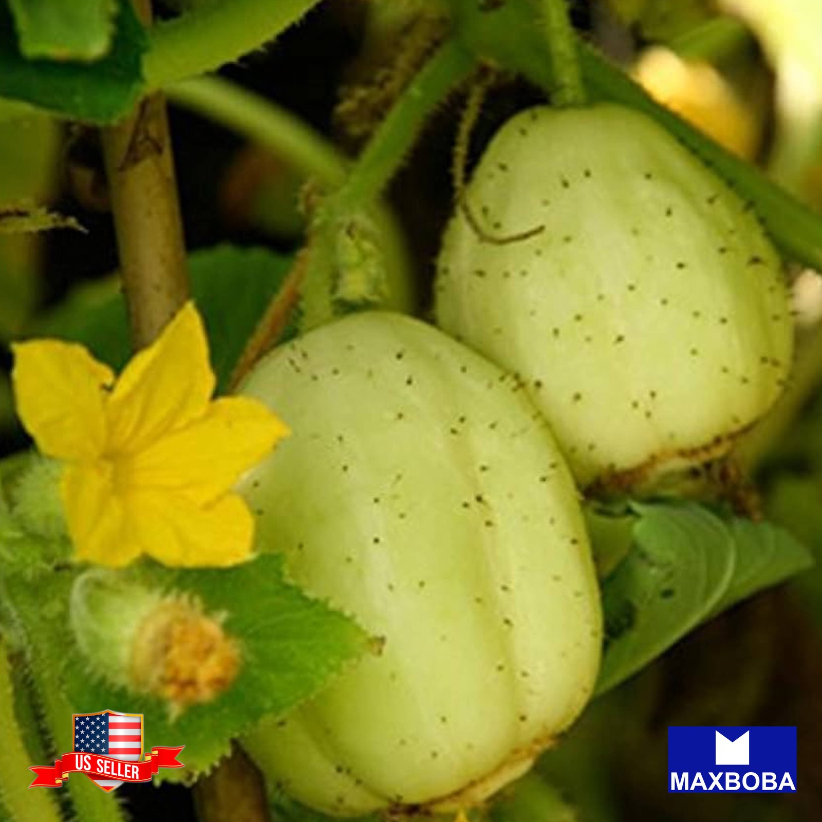 20+ Crystal Apple Cucumber Seeds Heirloom Vegetable Non-GMO B2G1 Free!! gallery