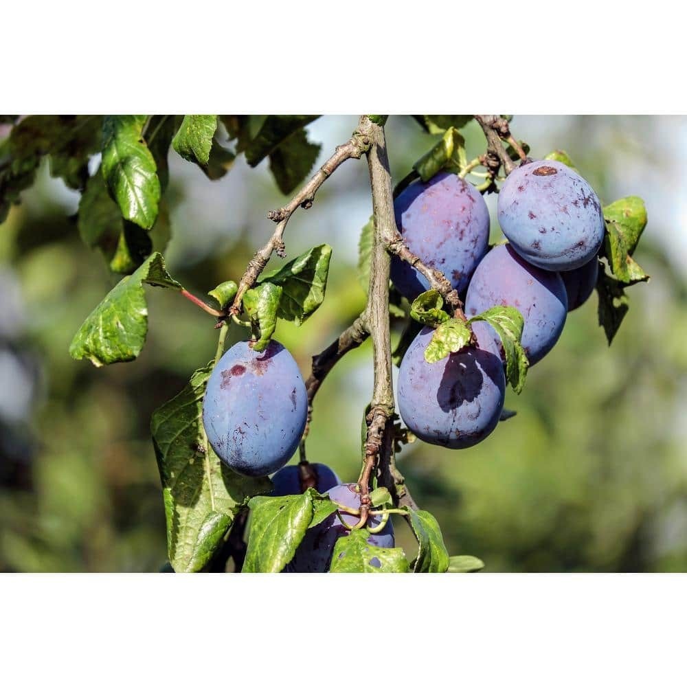 Dwarf Italian Plum Tree Bare Root gallery