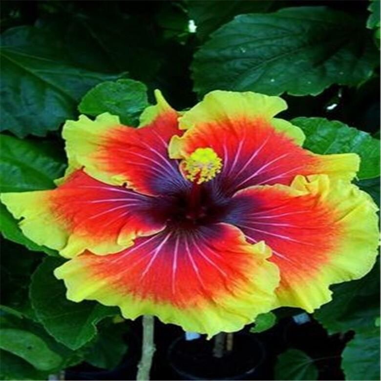20 SEEDS red yellow HIBISCUS flower exotic bush garden/house plant USA Seller gallery