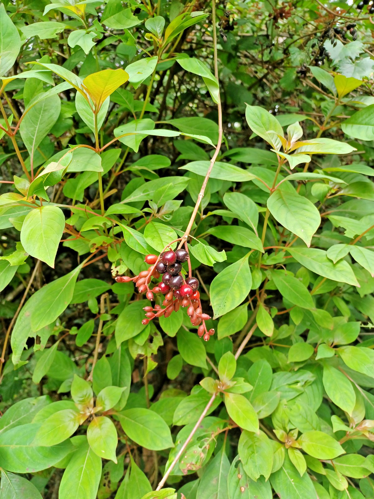 50+ Florida Native Firebush Seeds, Hamelia patens (Gathered 2026) gallery