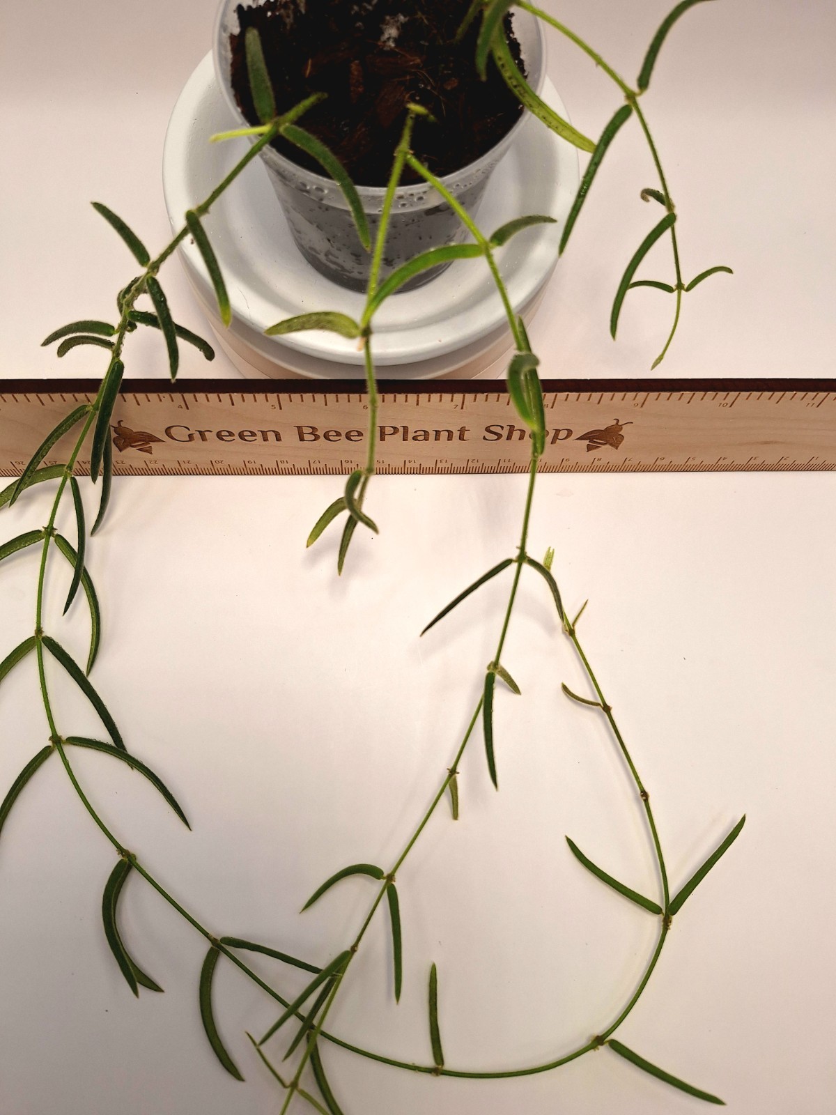Hoya Linearis-Several Active Growth Points-Longest Strand 24" - 3 Rooted Strands gallery