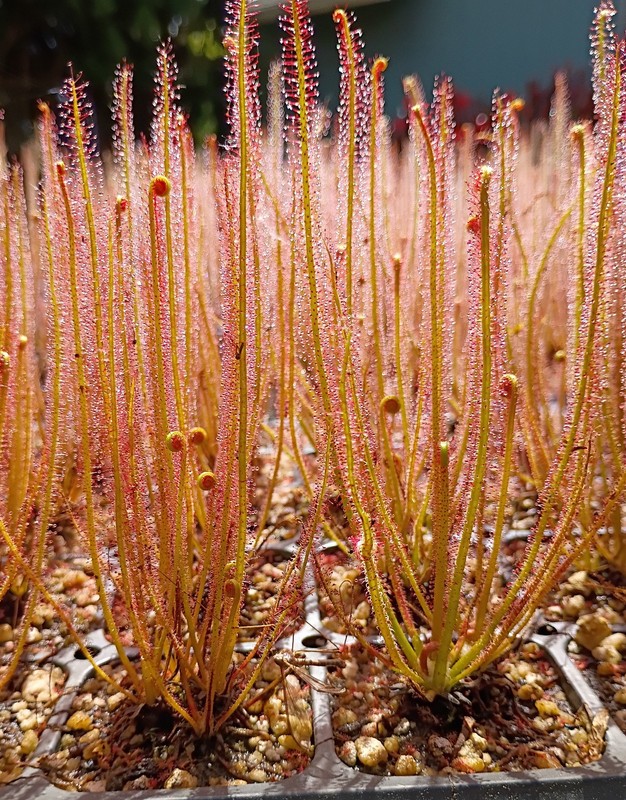 Drosera Filiformis gallery