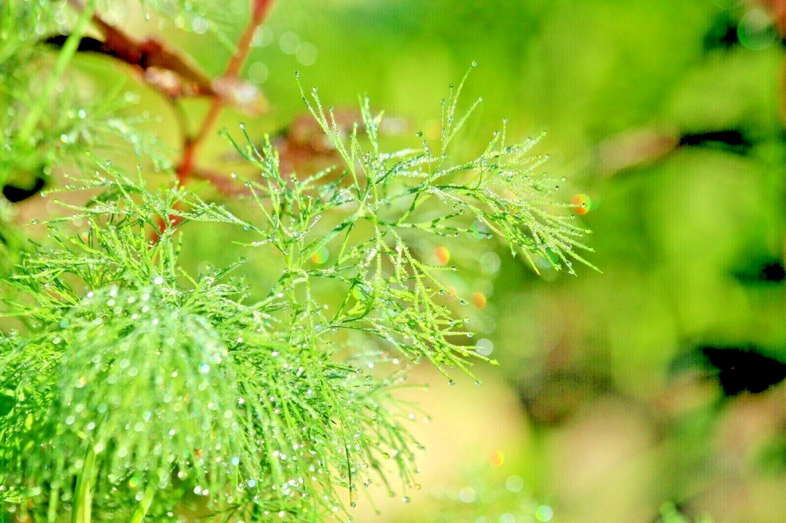 350 SEEDS DILL SPRING DROUGHT TOLERANT HERB VEGETABLE GARDEN NON-GMO HEIRLOOM US gallery