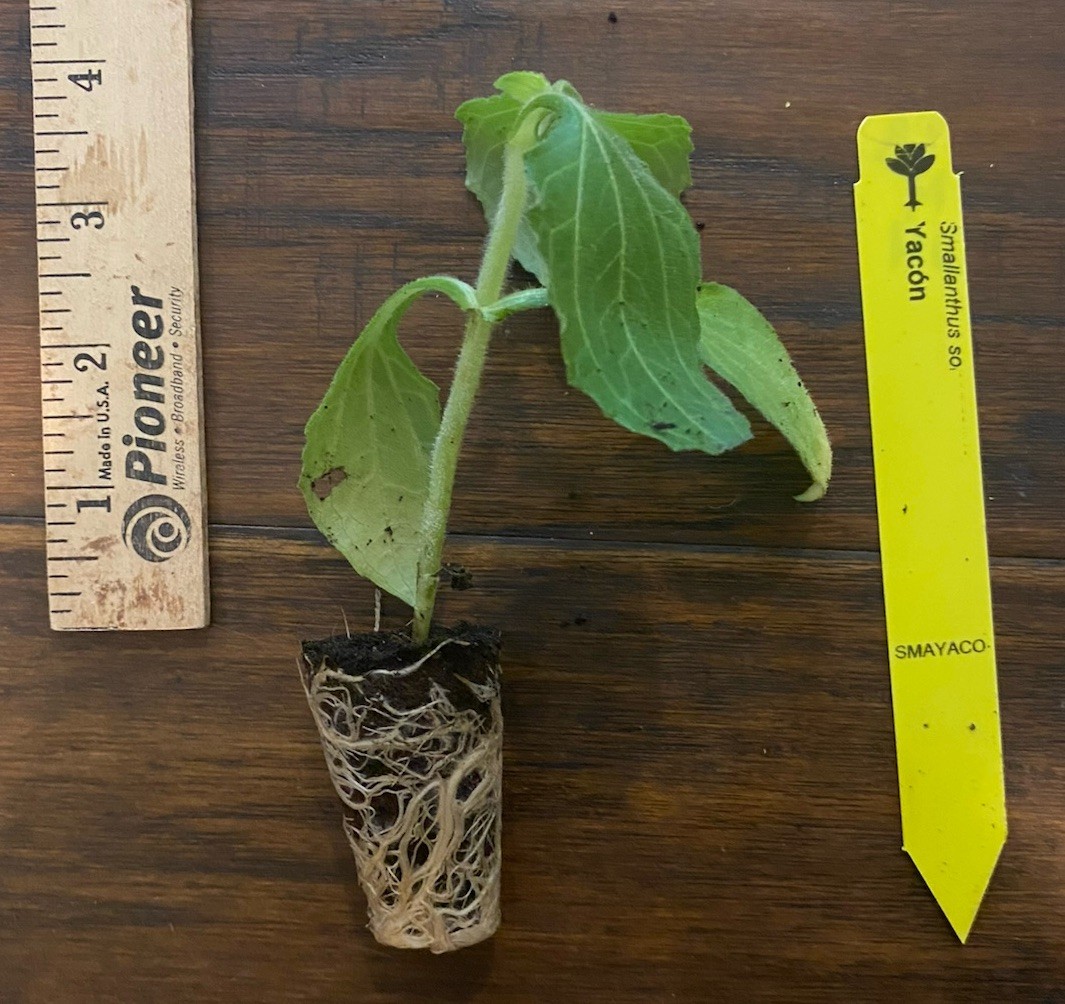 Yacon (Smallanthus sonchifolius) TC Plant Plug -3-6 in- Edible Tubers!!! gallery