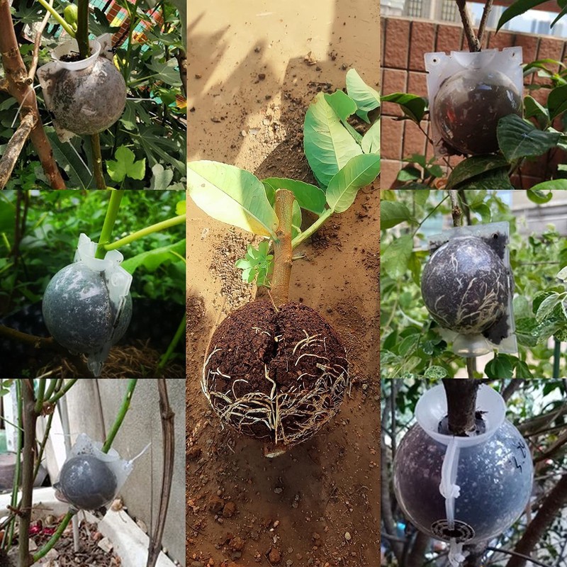 Durable 8 Set Rooting Pods for Stronger Plant Cloning - Quick Results in Weeks gallery