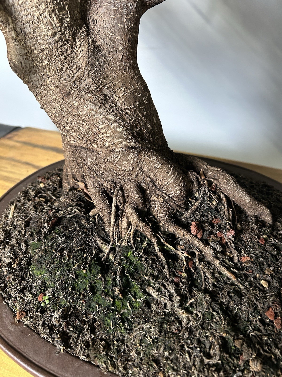 Large Tiger Bark Ficus Bonsai – Mature Trunk, Strong Nebari gallery
