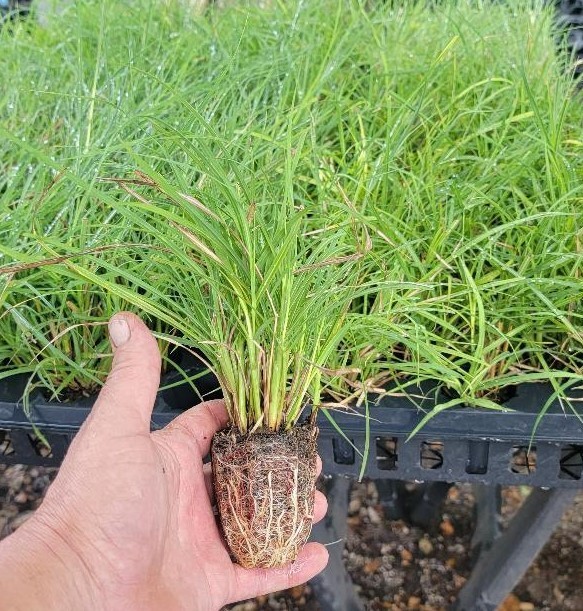 ( 1 ) - Fire Dragon Maiden Grass ( miscanthus ) - Starter Plants ( 4m ) gallery