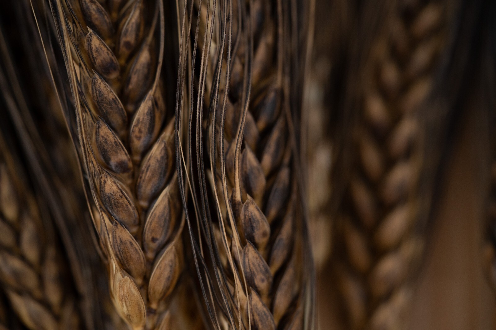 Black Eagle Spring Wheat Seeds: Edible Ornamental Grain Flower Bouquets Heirloom gallery