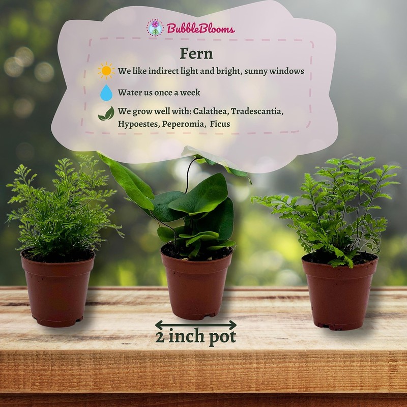 Fern Variety Assortment, 6 Different Fern Plants, in 2 inch pots, Super Cute, Be gallery