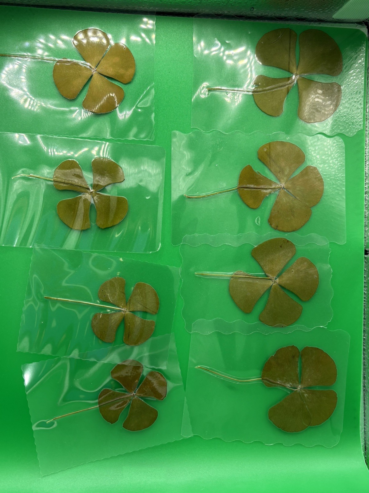 Genuine Real Hand Picked Four Leaf Clover laminated. Favor All Occasions gallery