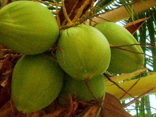 HAWAIIAN COCONUT GREEN @@ coco plant palm tree Cocos nucifera seeds, 1 live SEED gallery