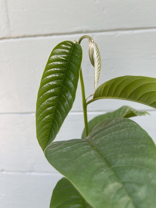 Live Rollinia Fruit Tree Rollinia Deliciosa Rare Tropical Biriba Plant gallery