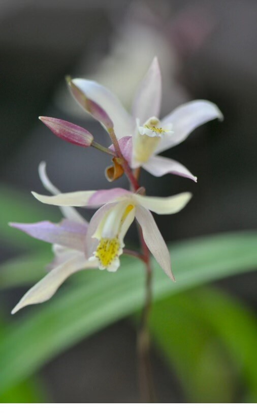Bletilla Terracotta Princess, Rooted Cold Hardy Orchid Plant Shipped in 3" Pot gallery