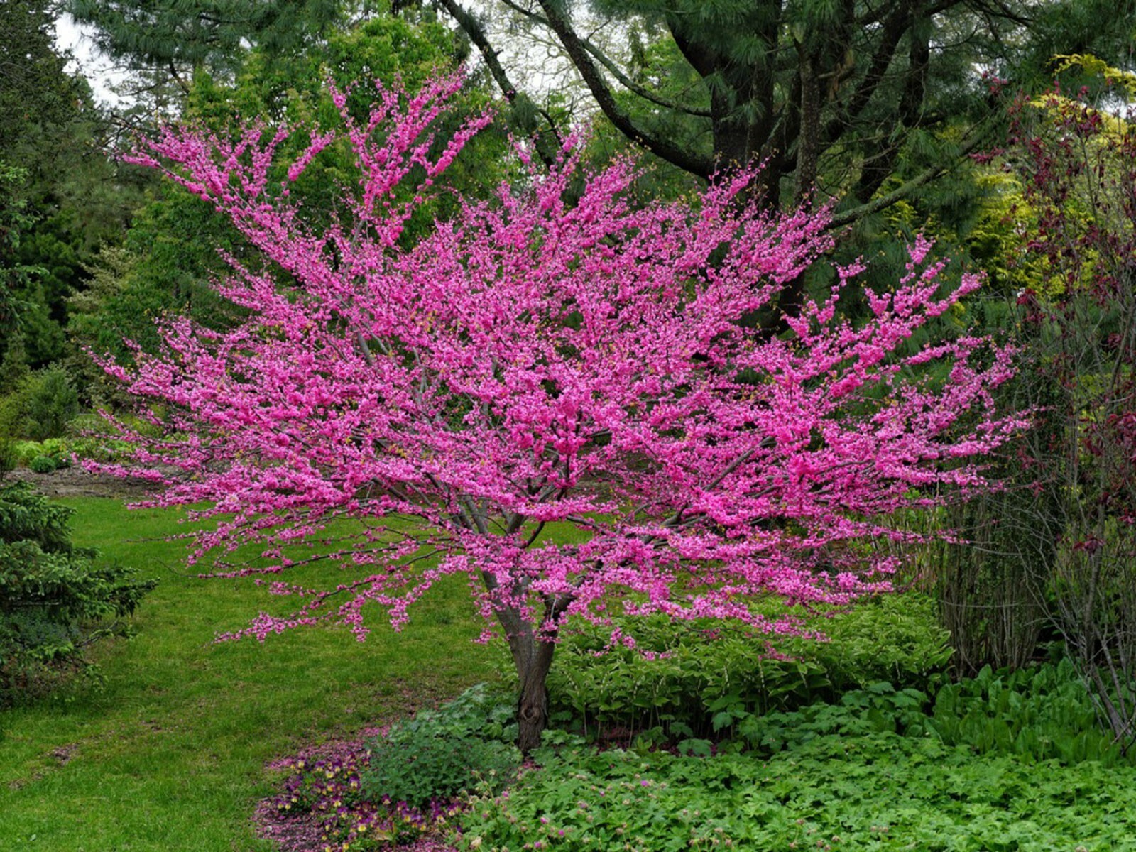 30 Eastern Redbud tree seeds gallery