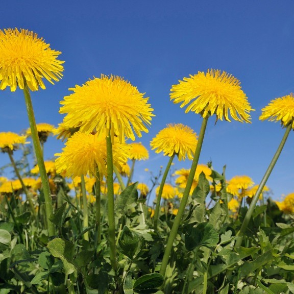 4000+ Dandelion Seeds for Planting – Heirloom Non-GMO Taraxacum Officinale Seeds gallery