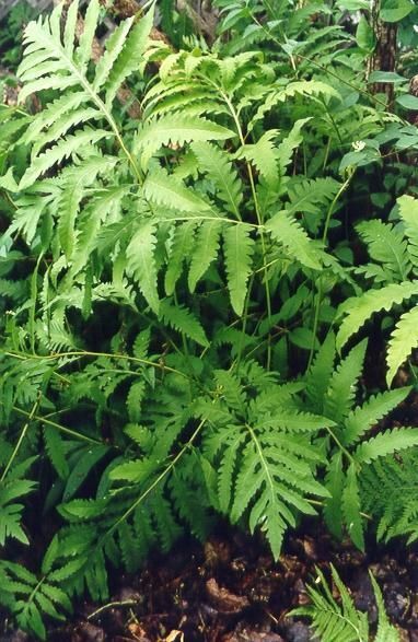 5 Sensitive Fern Perennial NATIVE WOODLAND FERNS BARE ROOT gallery