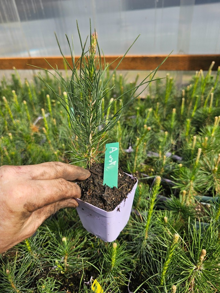 ONE small AUSTRIAN pine TREE growing in 3" pot