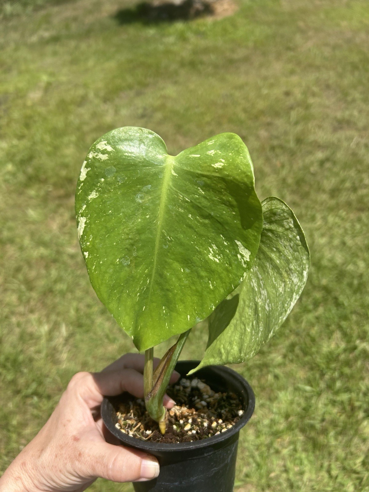 monstera mint variegated Live Plant gallery