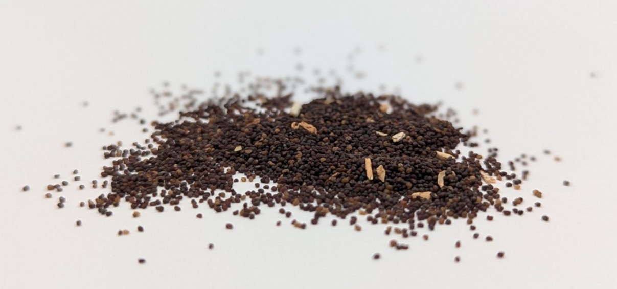 1650+ Untreated Organic Turkish Papaver Poppy Seeds for Planting (1/2 gram) gallery