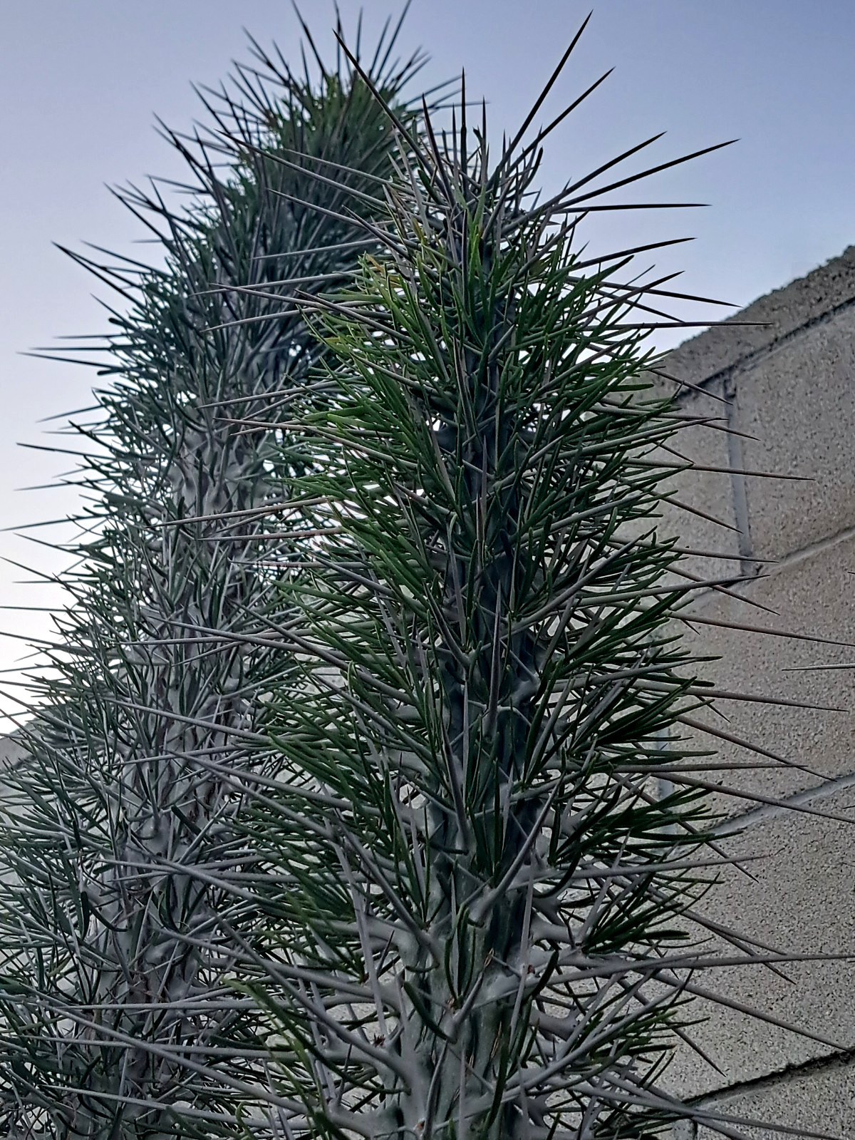 1 pc Didierea Madagascariensis Cactus Top Cutting 28-32 inch high gallery
